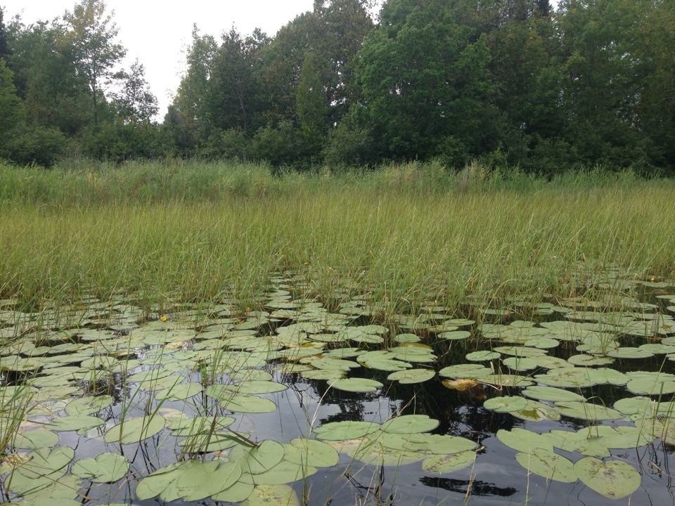 Wetlands delineation