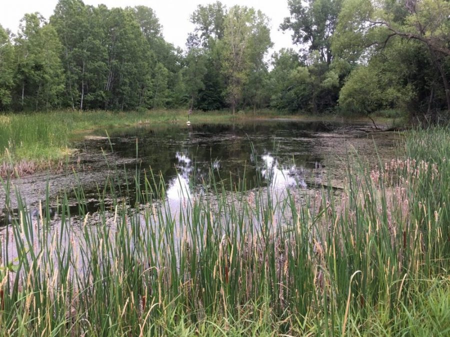 Wetland delineation